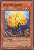 Burning Algae • IOC-062 • C