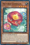 Naturia Camellia • DABL-EN021 • C