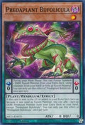 Predaplant Bufolicula • MP23-EN070 • C