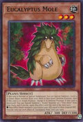 Eucalyptus Mole • MZMU-EN021 • R