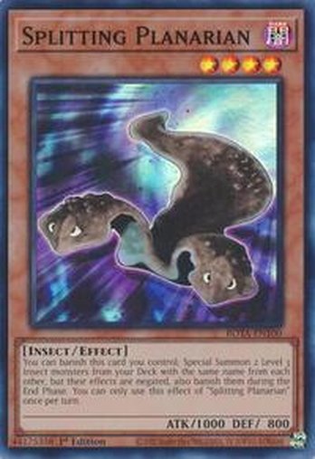 Splitting Planarian • ROTA-EN100 • SR