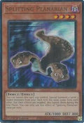Splitting Planarian • MP25-EN263 • UR